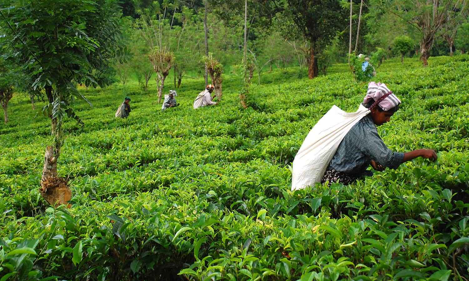 Livelihood promotion and income-generation activities